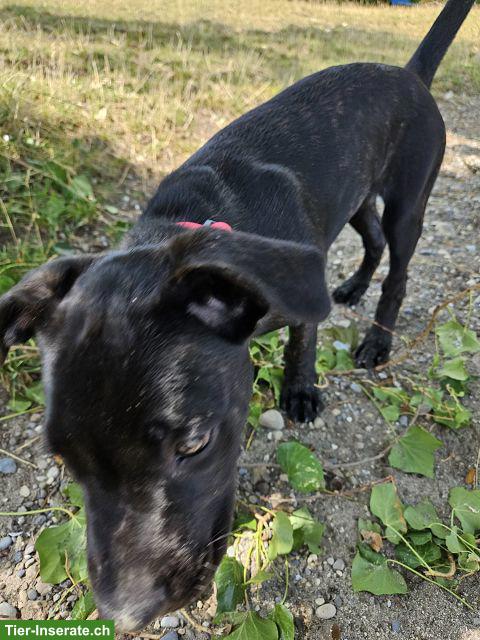 Bild 5: Charmante Boxer x Malinois Mischlingswelpen