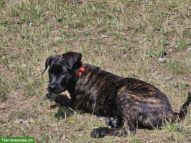 Bild 6: Charmante Boxer x Malinois Mischlingswelpen