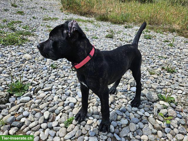 Bild 7: Charmante Boxer x Malinois Mischlingswelpen