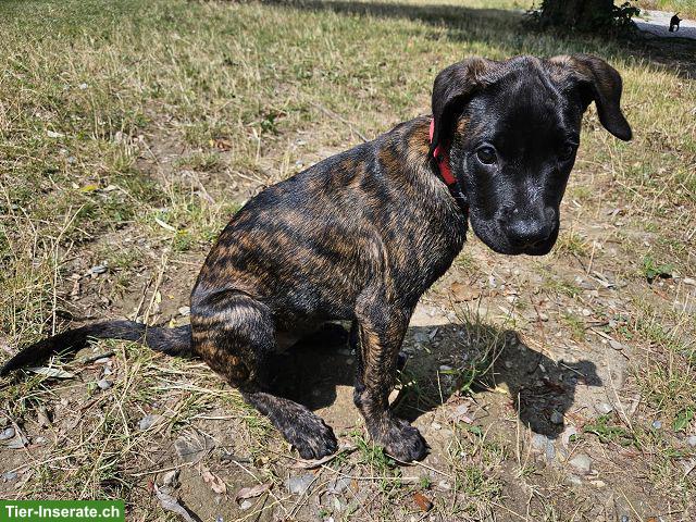 Bild 8: Charmante Boxer x Malinois Mischlingswelpen