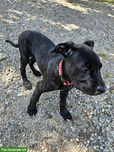 Bild 9: Charmante Boxer x Malinois Mischlingswelpen