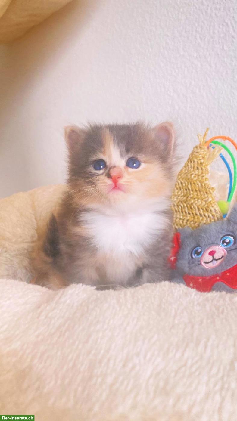 Sibirische Katze Babygirl💗 in blue tortie with white