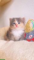 Sibirische Katze Babygirl💗 in blue tortie with white