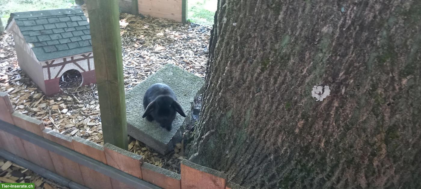 Zwergwidder, Zwergkaninchen Männchen, schwarz