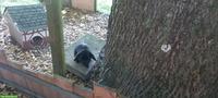 Zwergwidder, Zwergkaninchen Männchen, schwarz