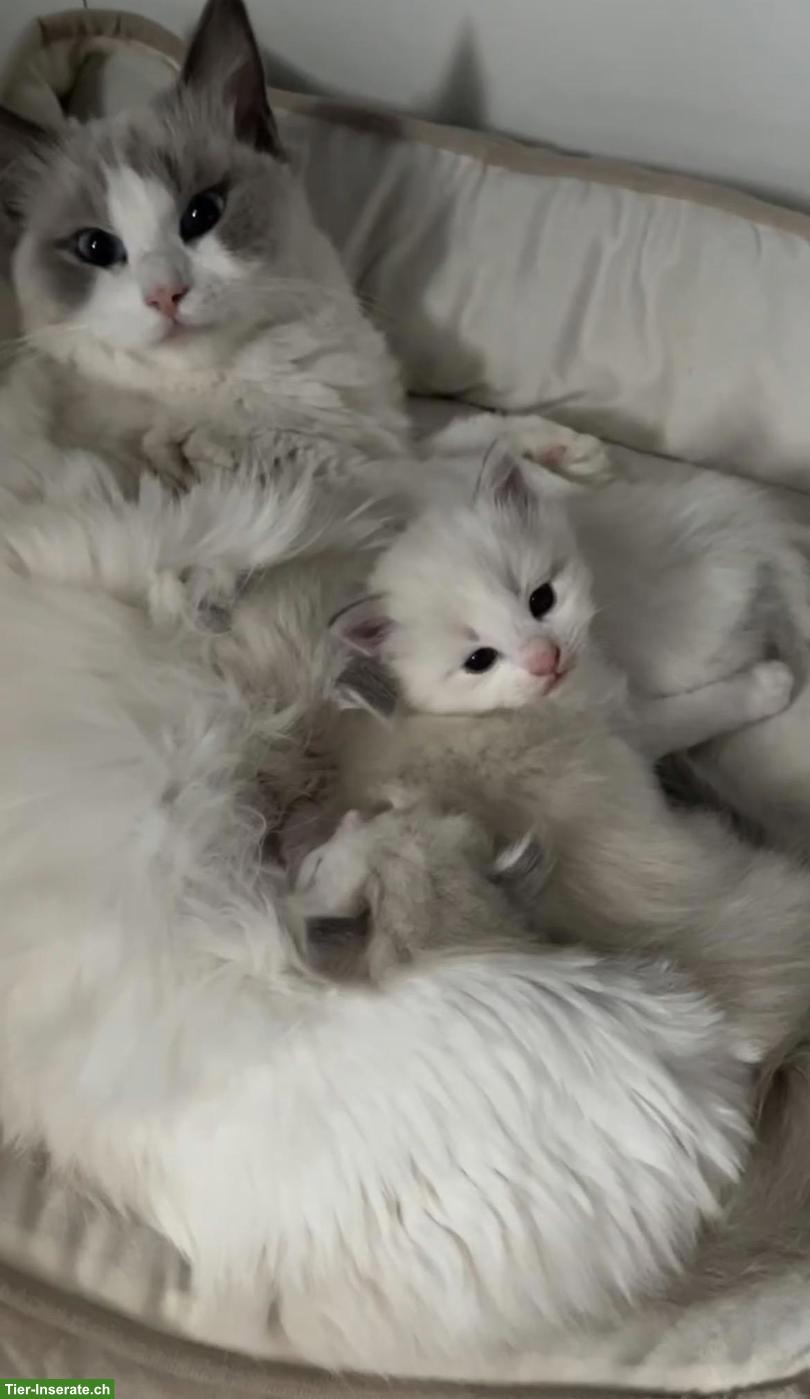 Ragdoll Kitten, Bicolor, suchen liebevolles Zuhause