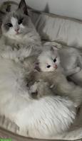 Ragdoll Kitten, Bicolor, suchen liebevolles Zuhause