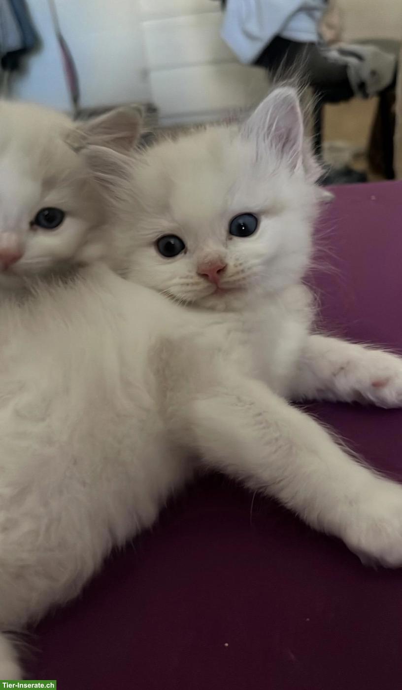 Bild 2: Ragdoll Kitten, Bicolor, suchen liebevolles Zuhause