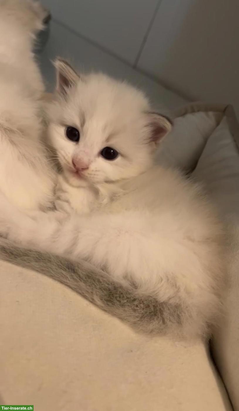 Bild 3: Ragdoll Kitten, Bicolor, suchen liebevolles Zuhause