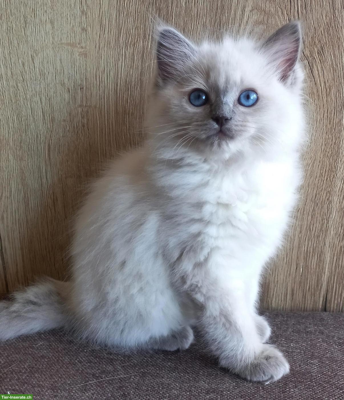 Ragdoll Kitten mit Stammbaum aus Hobbyzucht