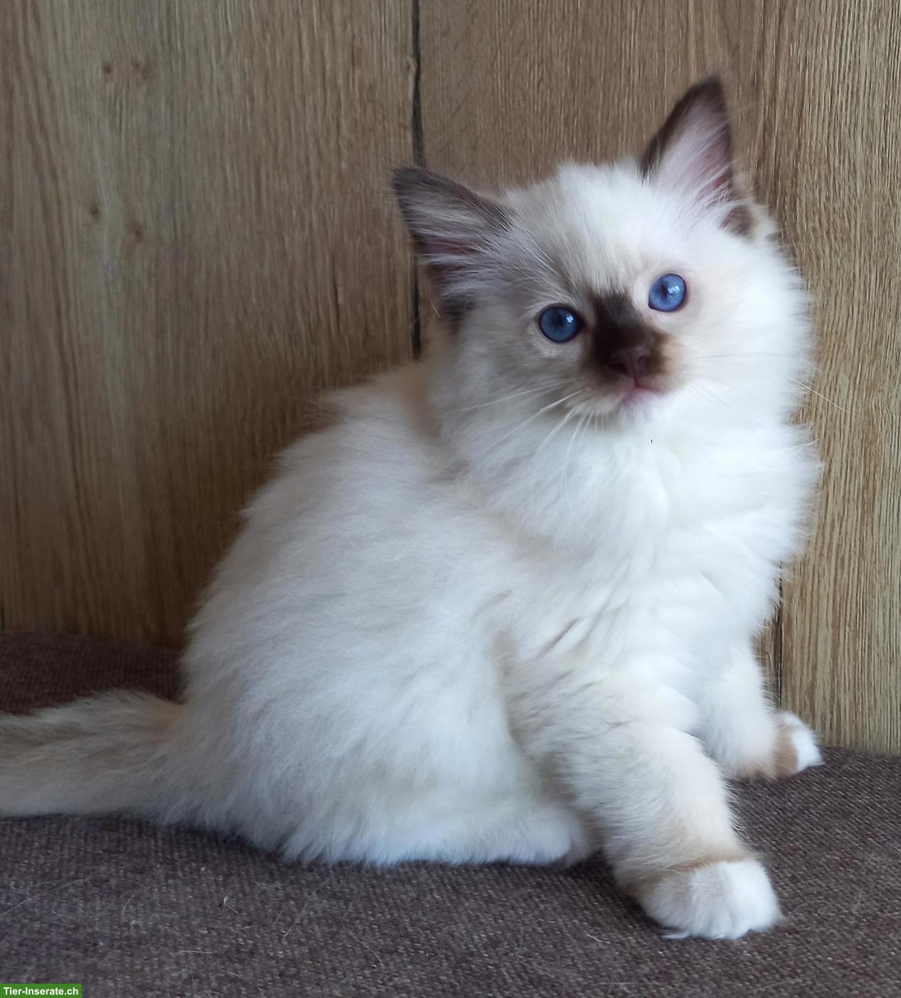 Bild 2: Ragdoll Kitten mit Stammbaum aus Hobbyzucht
