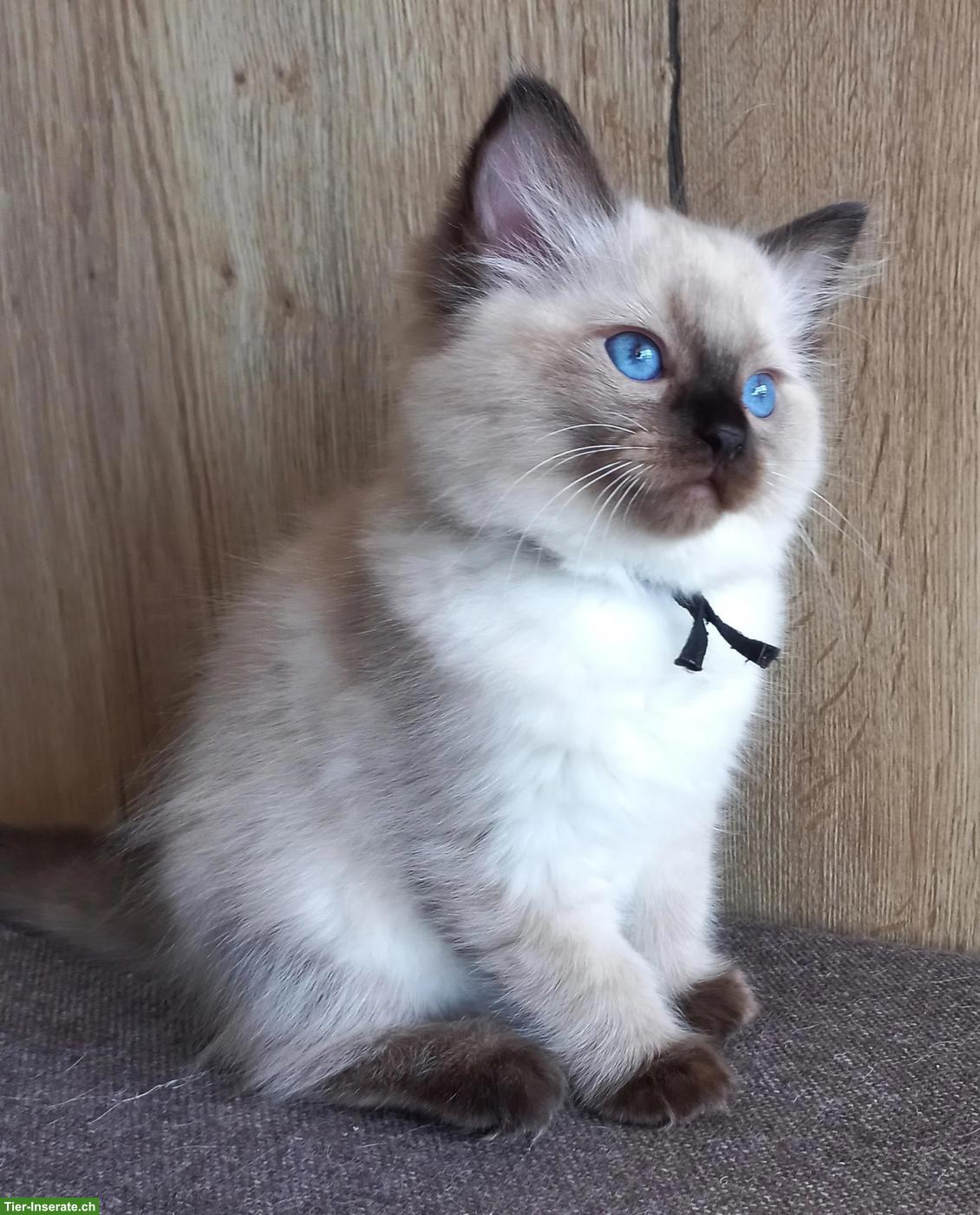 Bild 3: Ragdoll Kitten mit Stammbaum aus Hobbyzucht