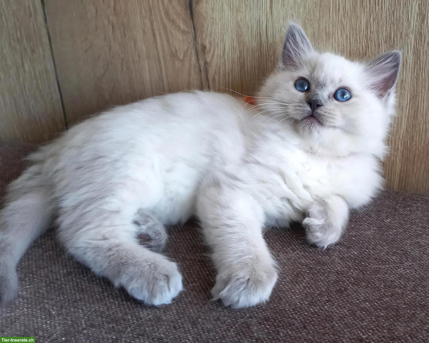 Bild 4: Ragdoll Kitten mit Stammbaum aus Hobbyzucht