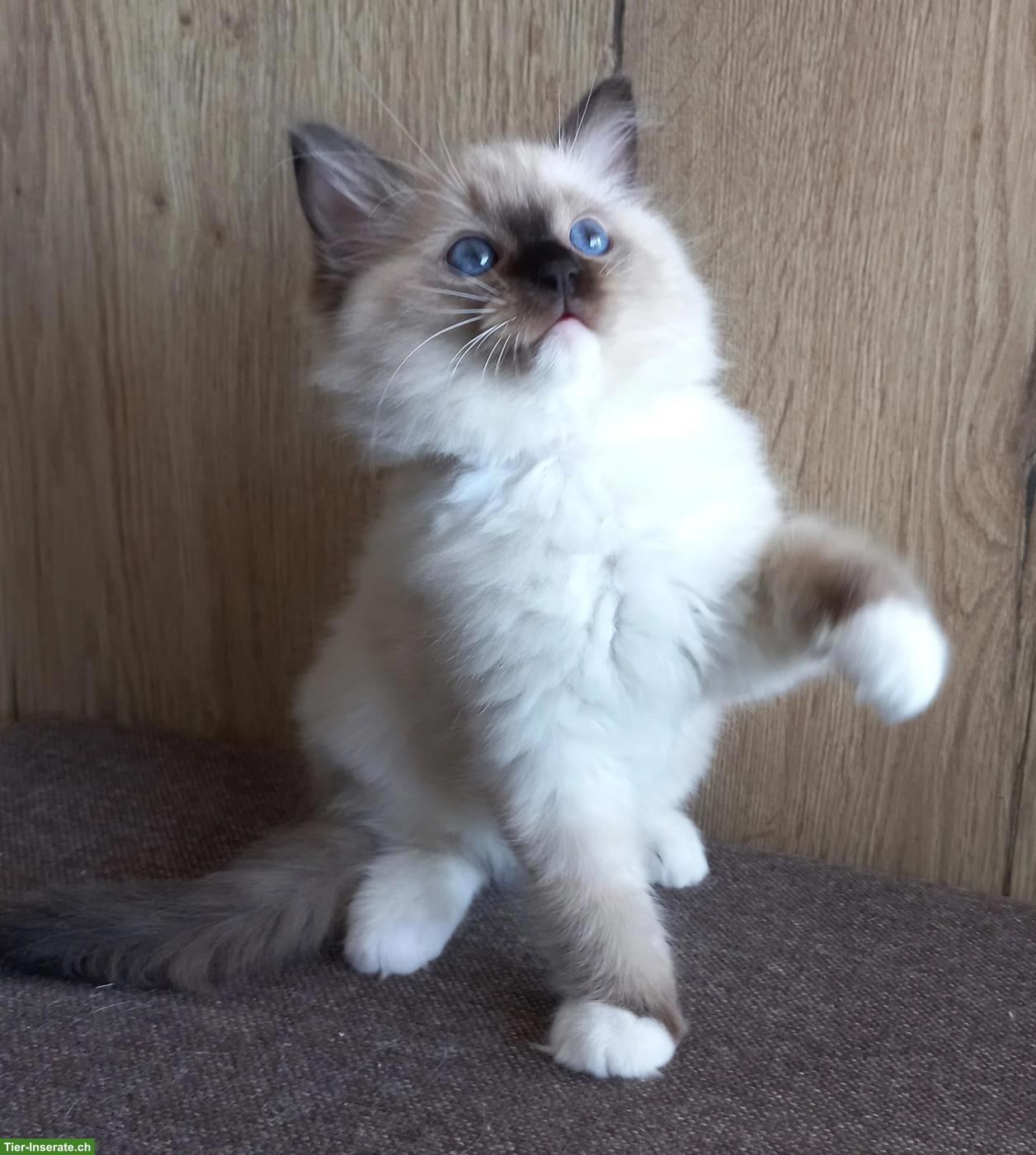Bild 5: Ragdoll Kitten mit Stammbaum aus Hobbyzucht