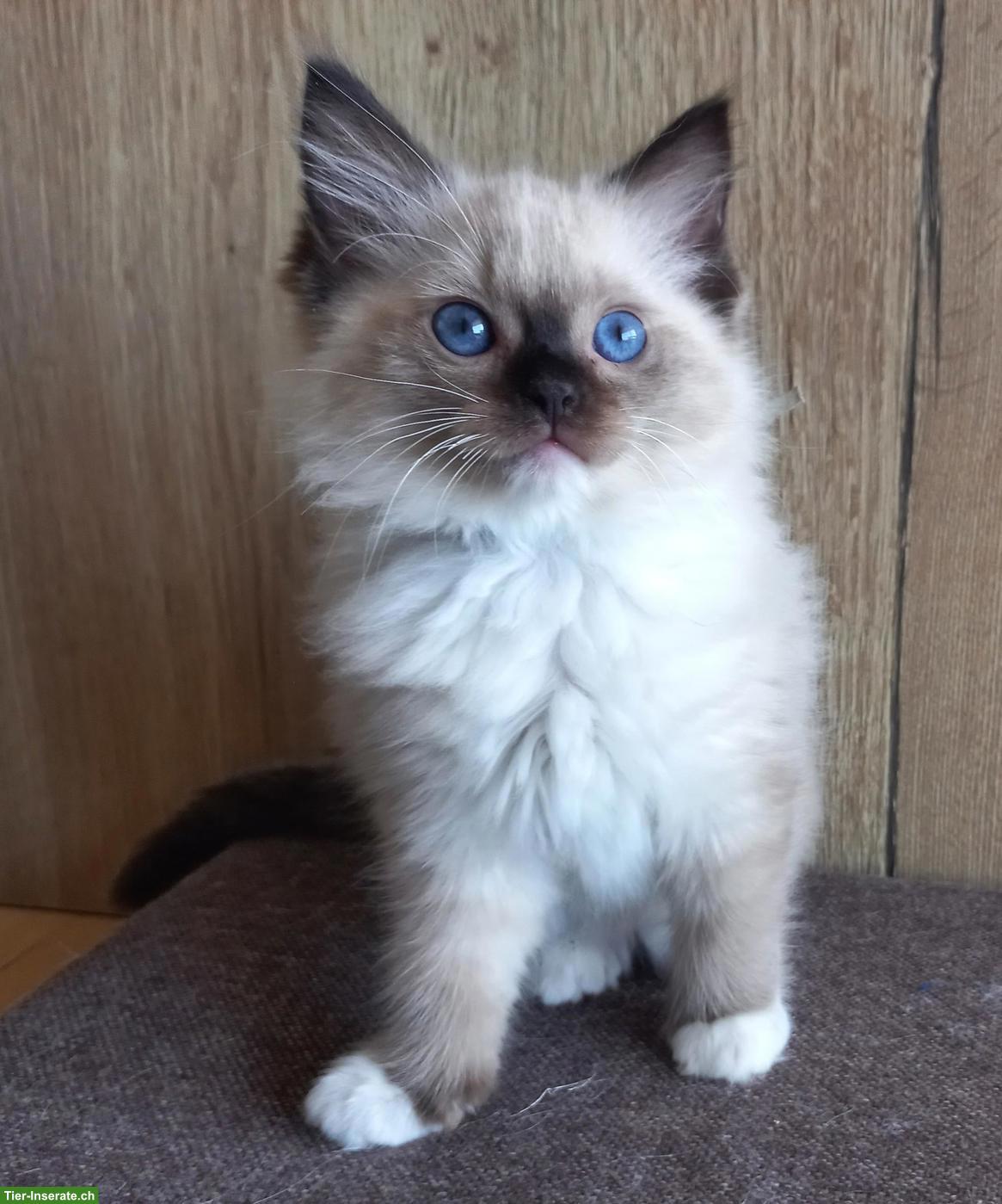 Bild 6: Ragdoll Kitten mit Stammbaum aus Hobbyzucht