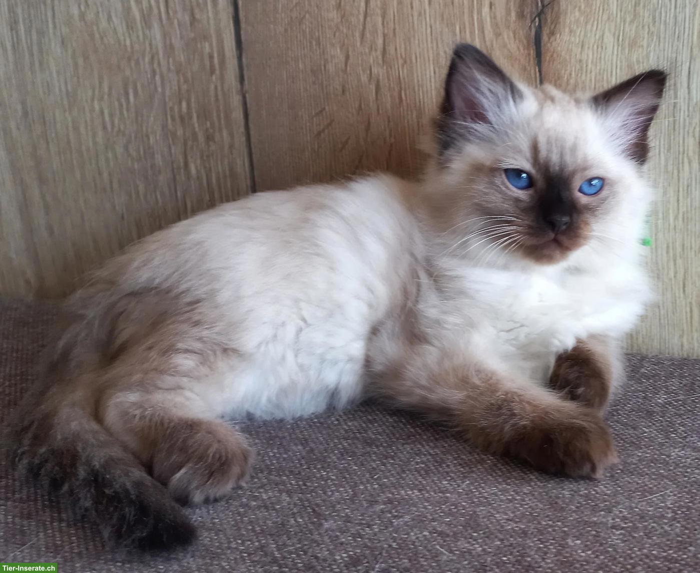 Bild 7: Ragdoll Kitten mit Stammbaum aus Hobbyzucht