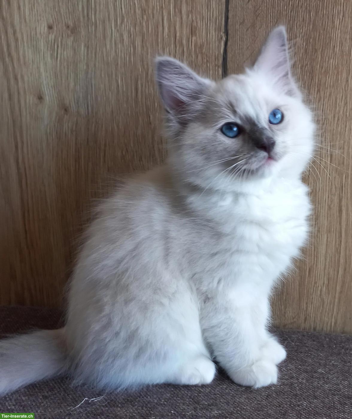 Bild 8: Ragdoll Kitten mit Stammbaum aus Hobbyzucht