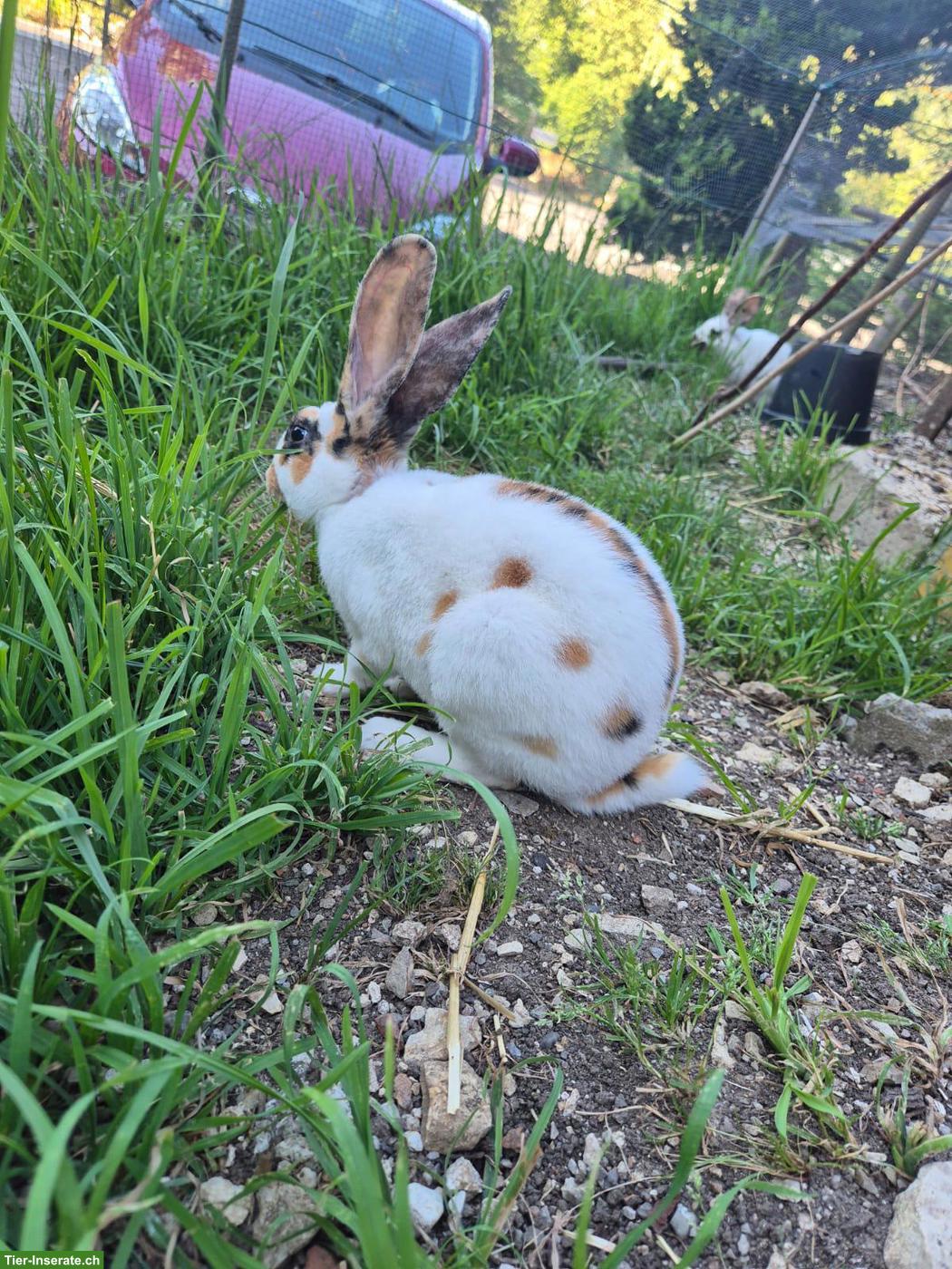 3 junge Rammler zu verkaufen, Mini Rex/Dreifarbenschecken