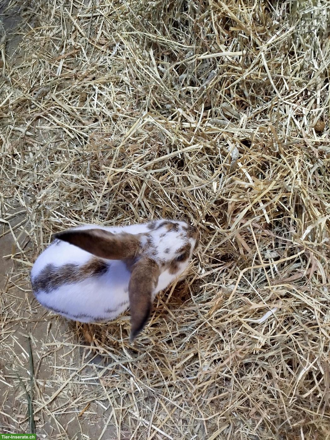 Bild 2: 3 junge Rammler zu verkaufen, Mini Rex/Dreifarbenschecken