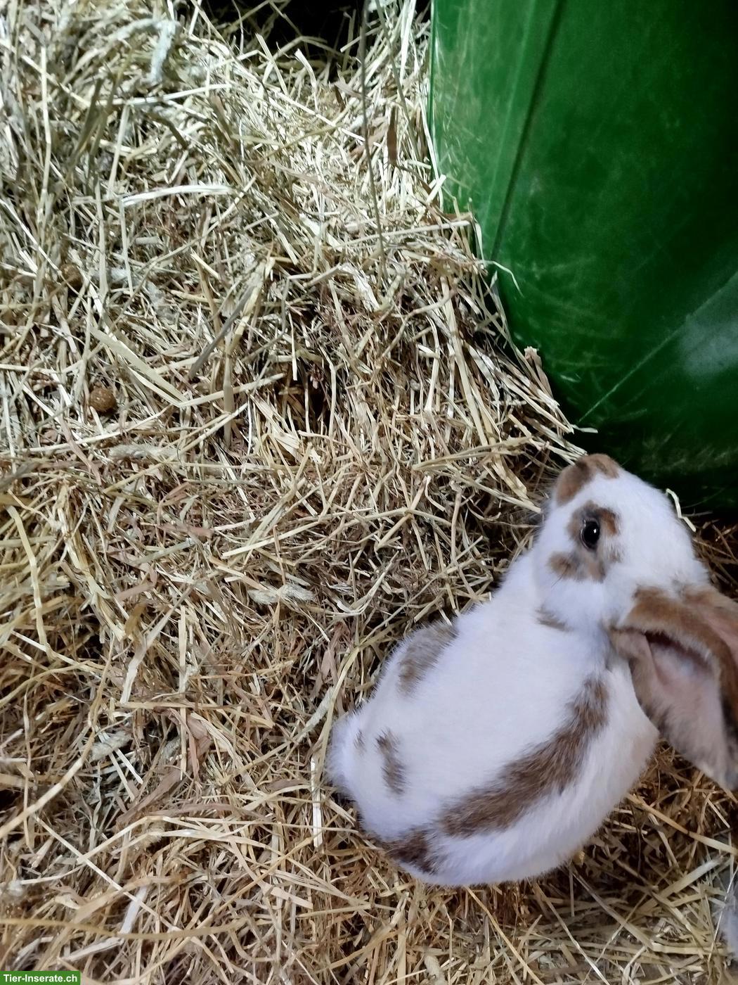Bild 3: 3 junge Rammler zu verkaufen, Mini Rex/Dreifarbenschecken