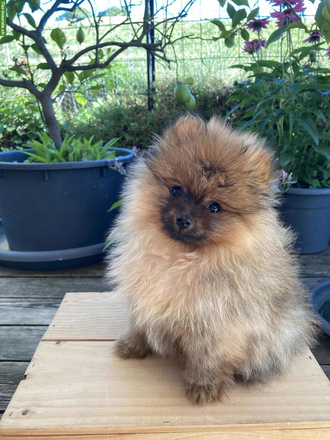 Zwergspitz / Pomeranian Welpen aus Schweizer Hobbyzucht