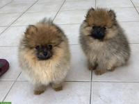 Zwergspitz / Pomeranian Welpen aus Schweizer Hobbyzucht