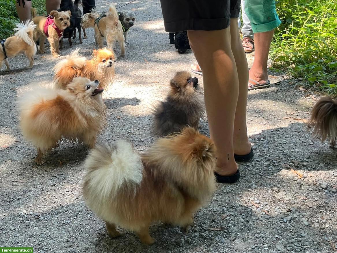 Bild 10: Zwergspitz / Pomeranian Welpen aus Schweizer Hobbyzucht