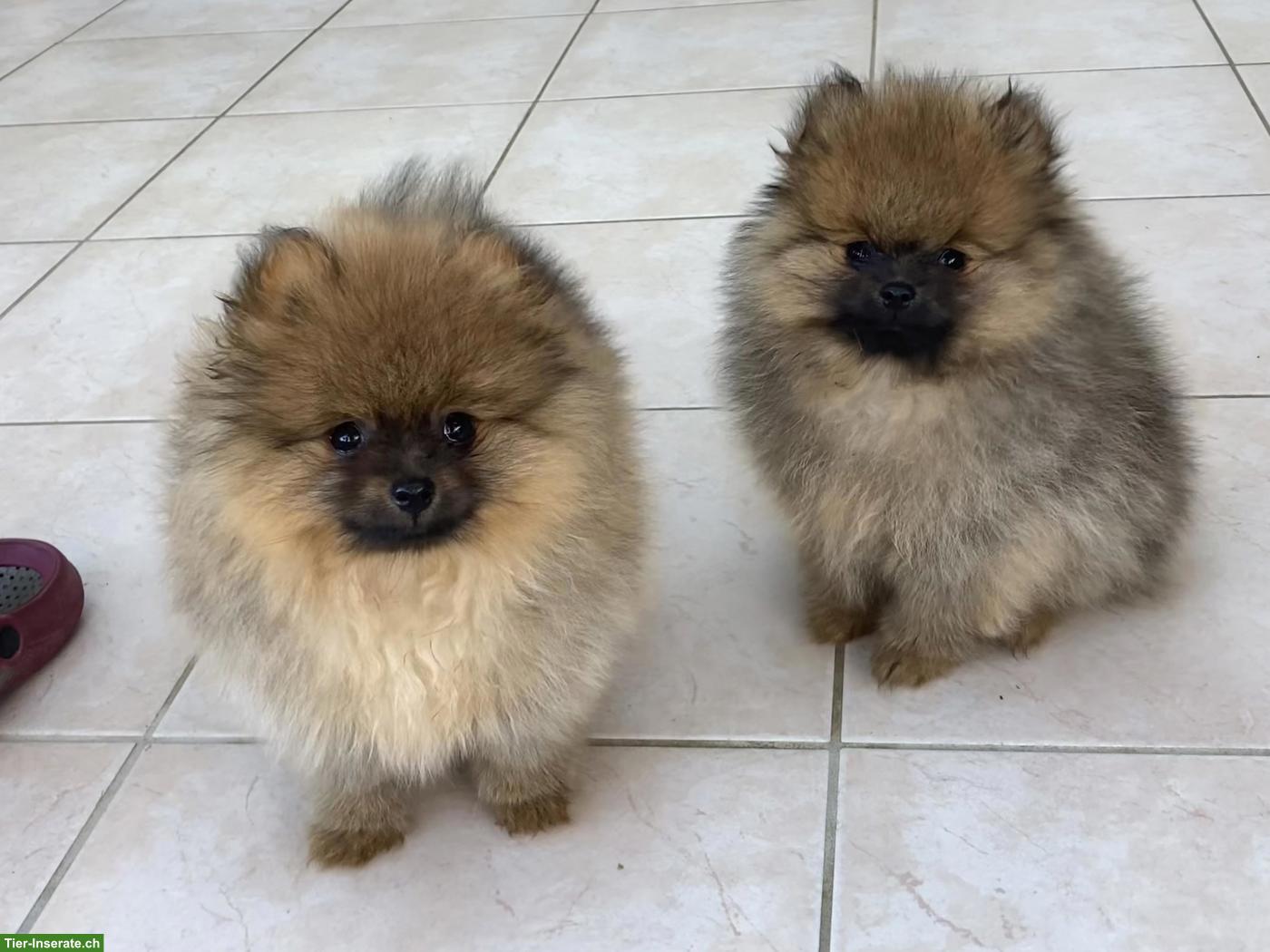 Bild 2: Zwergspitz / Pomeranian Welpen aus Schweizer Hobbyzucht