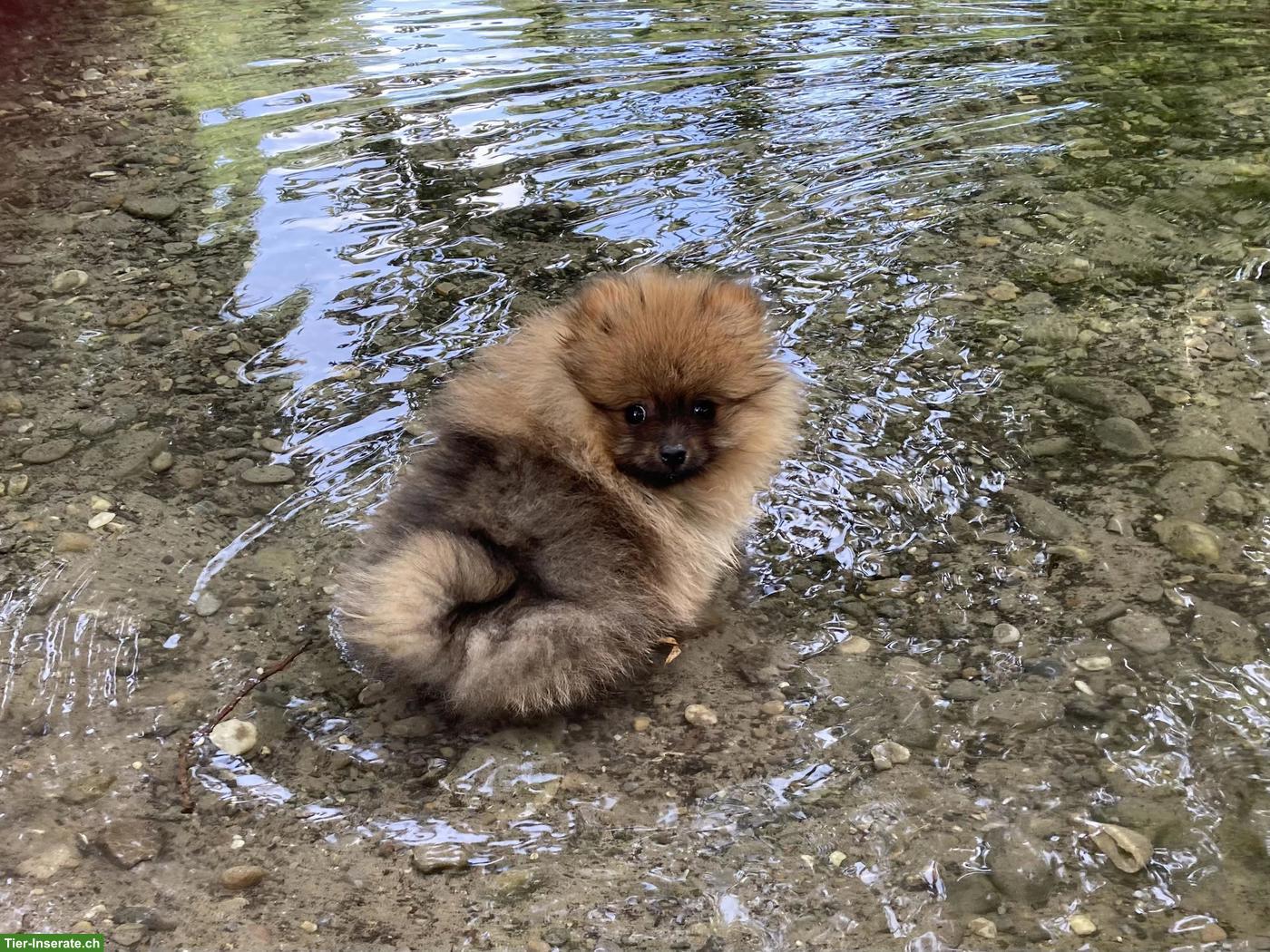 Bild 3: Zwergspitz / Pomeranian Welpen aus Schweizer Hobbyzucht