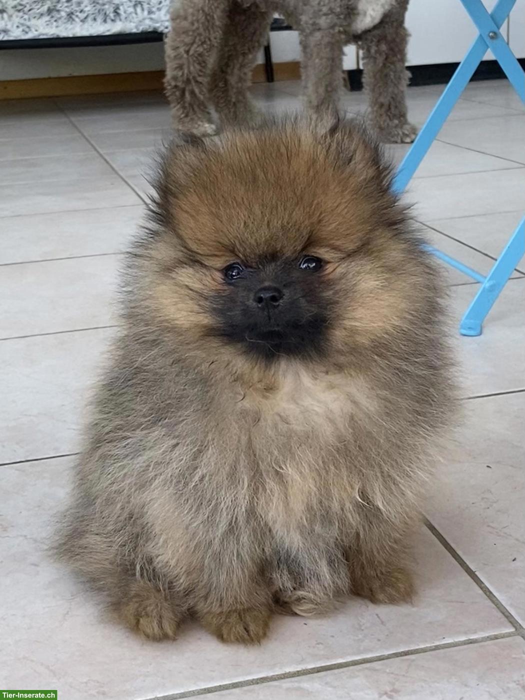 Bild 4: Zwergspitz / Pomeranian Welpen aus Schweizer Hobbyzucht