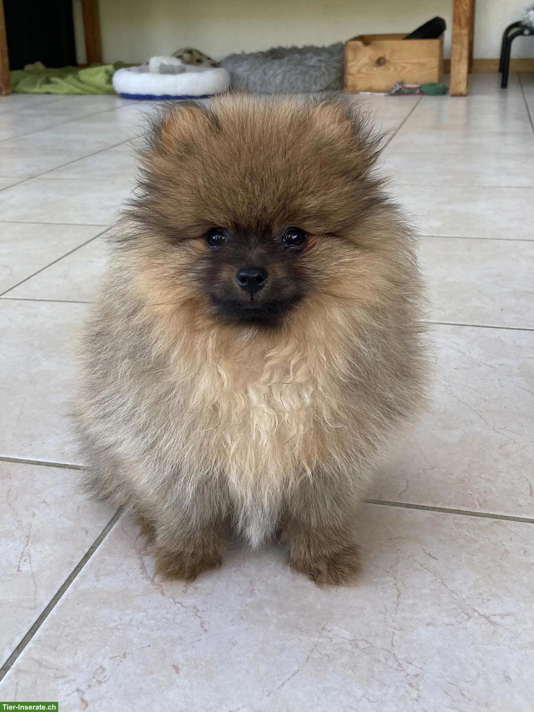 Bild 5: Zwergspitz / Pomeranian Welpen aus Schweizer Hobbyzucht