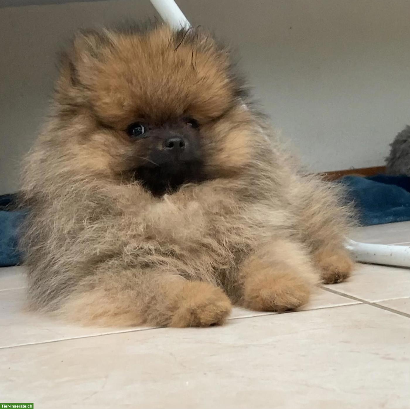 Bild 6: Zwergspitz / Pomeranian Welpen aus Schweizer Hobbyzucht