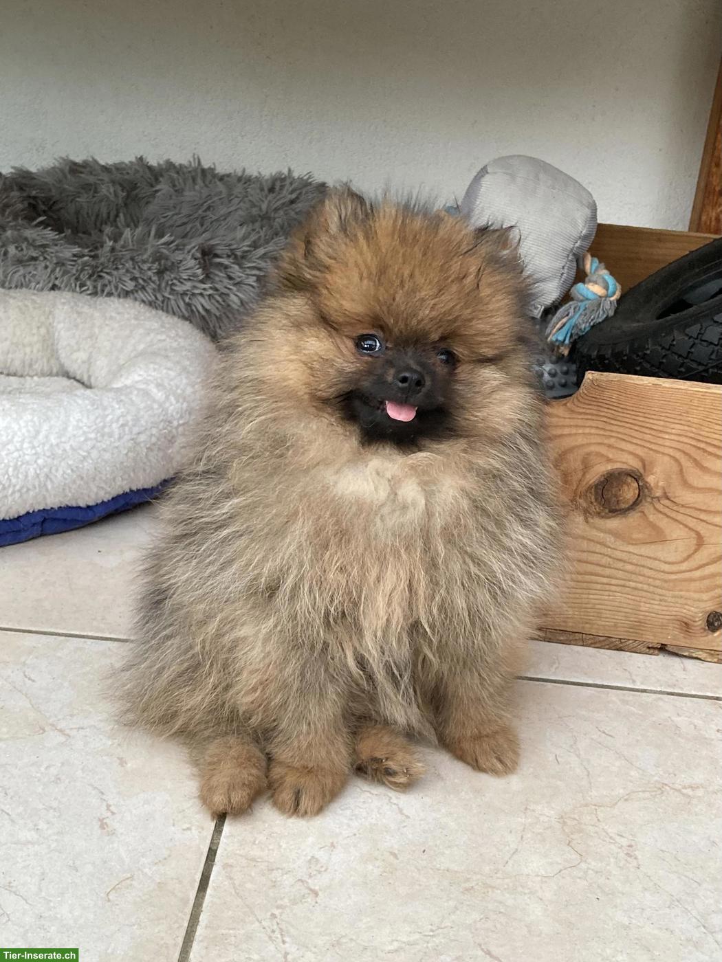 Bild 7: Zwergspitz / Pomeranian Welpen aus Schweizer Hobbyzucht