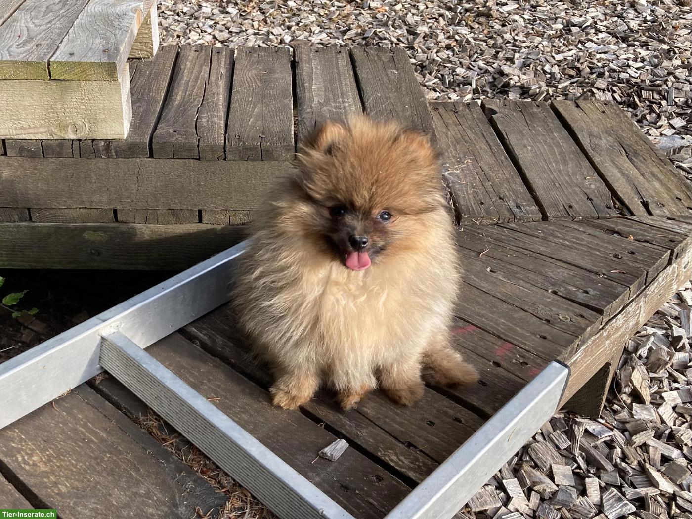 Bild 8: Zwergspitz / Pomeranian Welpen aus Schweizer Hobbyzucht