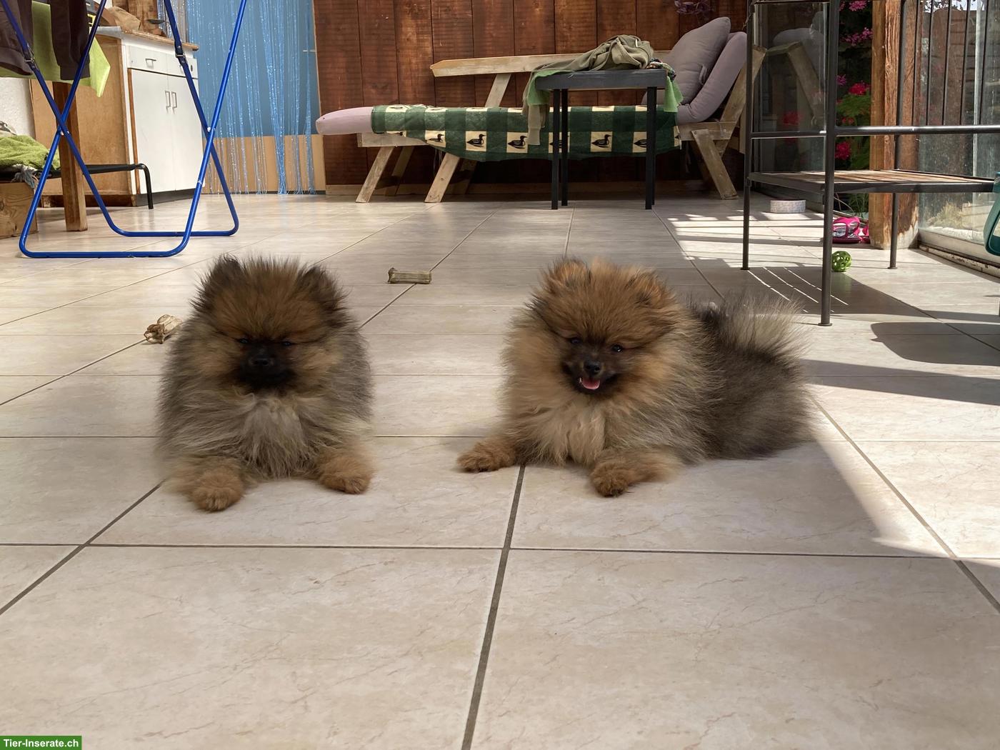 Bild 9: Zwergspitz / Pomeranian Welpen aus Schweizer Hobbyzucht