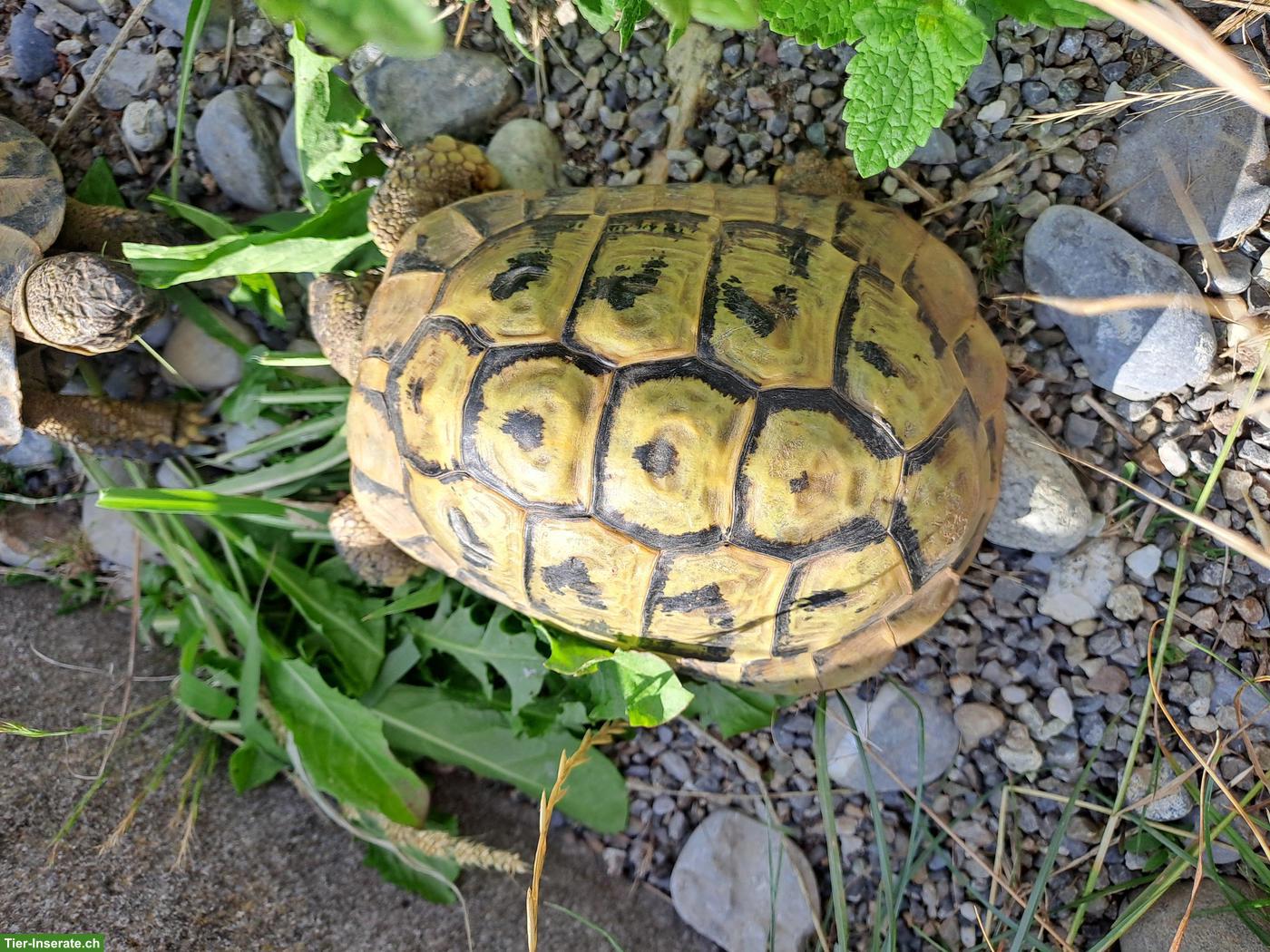 1-2 Griechische Landschildkröten in artgerechte Haltung abzugeben
