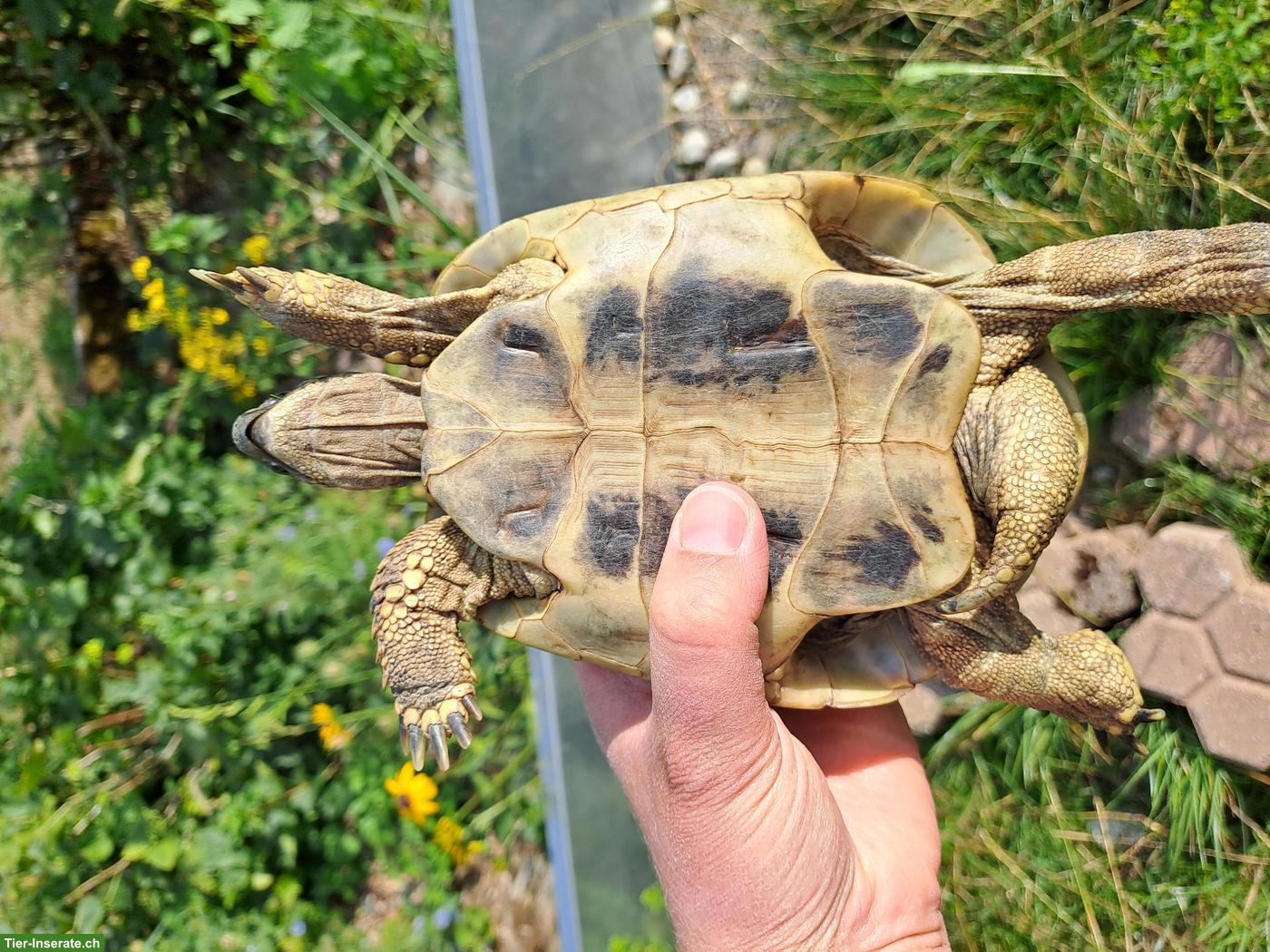 Bild 2: 1-2 Griechische Landschildkröten in artgerechte Haltung abzugeben