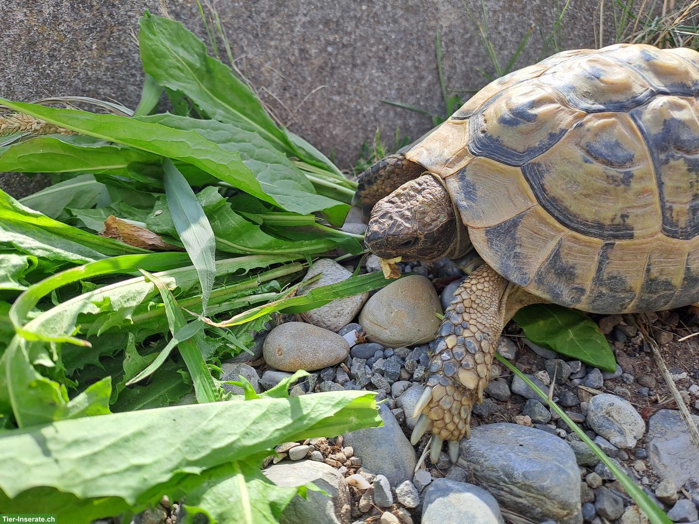 Bild 3: 1-2 Griechische Landschildkröten in artgerechte Haltung abzugeben