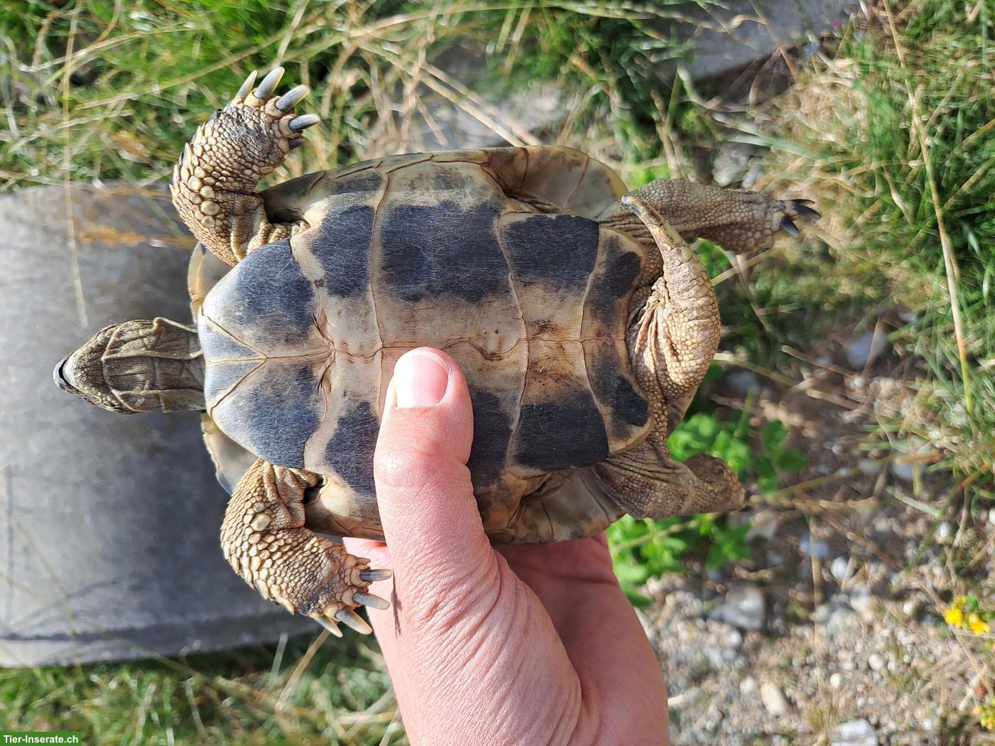 Bild 4: 1-2 Griechische Landschildkröten in artgerechte Haltung abzugeben