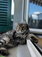 Sibirische Kitten / Neva Masquerade | Wurfankündigung