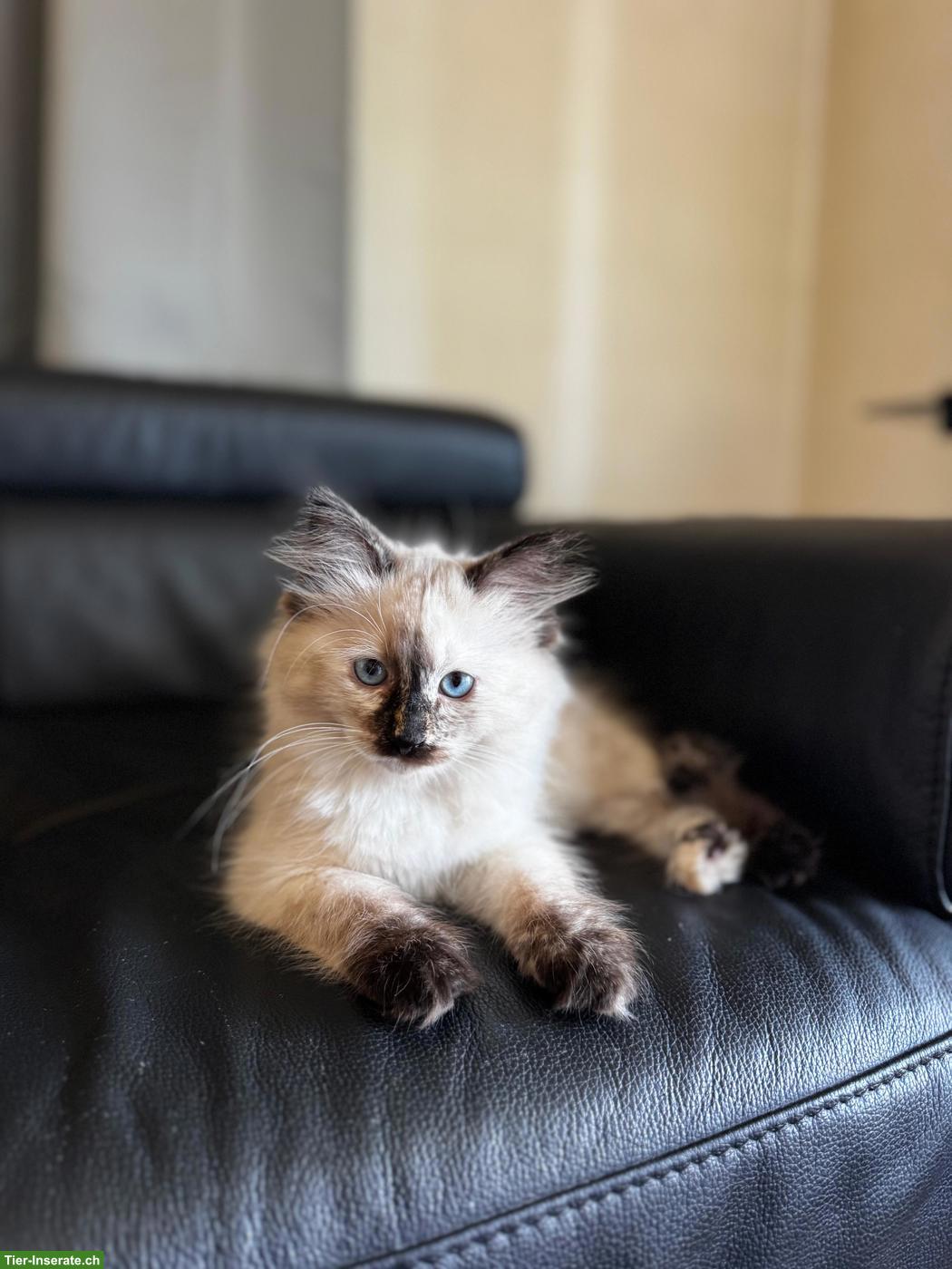 Bild 2: Sibirische Kitten / Neva Masquerade | Wurfankündigung