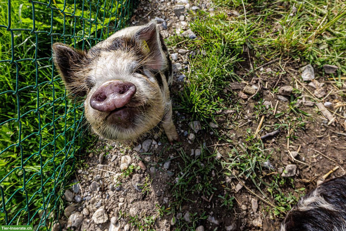 Kunekune Eber GESUCHT im Kanton Bern
