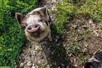 Kunekune Eber GESUCHT im Kanton Bern