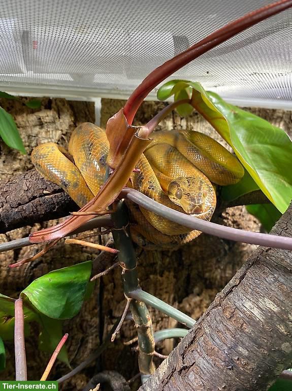 Adulte Corallus hortulanus / Gartenboas abzugeben