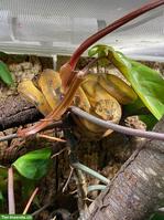 Adulte Corallus hortulanus / Gartenboas abzugeben