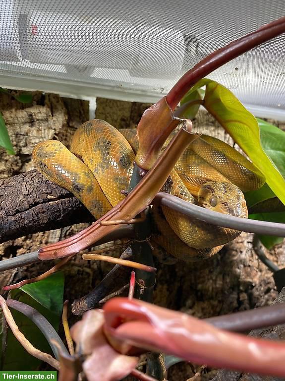 Bild 2: Adulte Corallus hortulanus / Gartenboas abzugeben