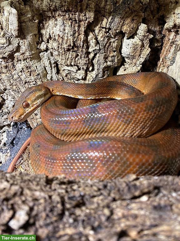 Bild 3: Adulte Corallus hortulanus / Gartenboas abzugeben