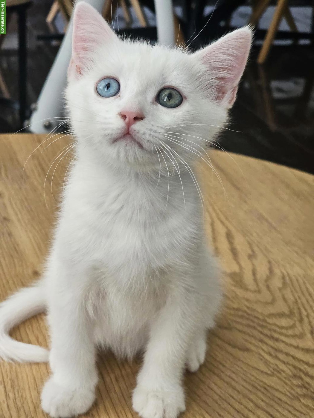 Junger Türkische Angora x BKH Mix Kater