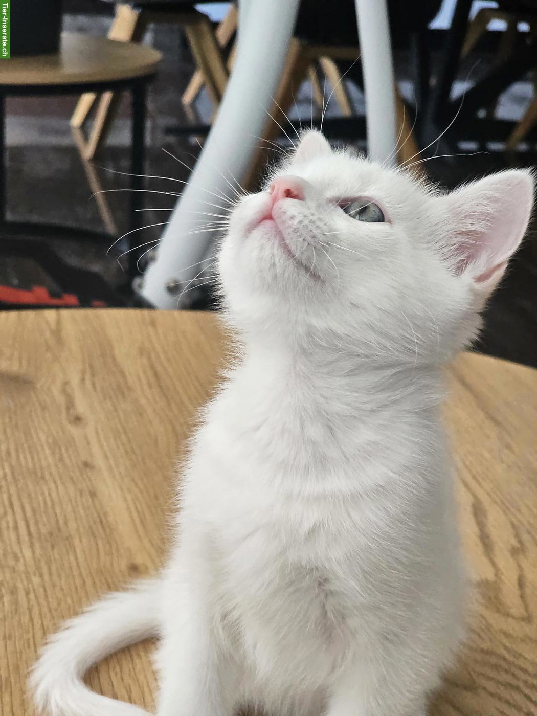 Bild 2: Junger Türkische Angora x BKH Mix Kater
