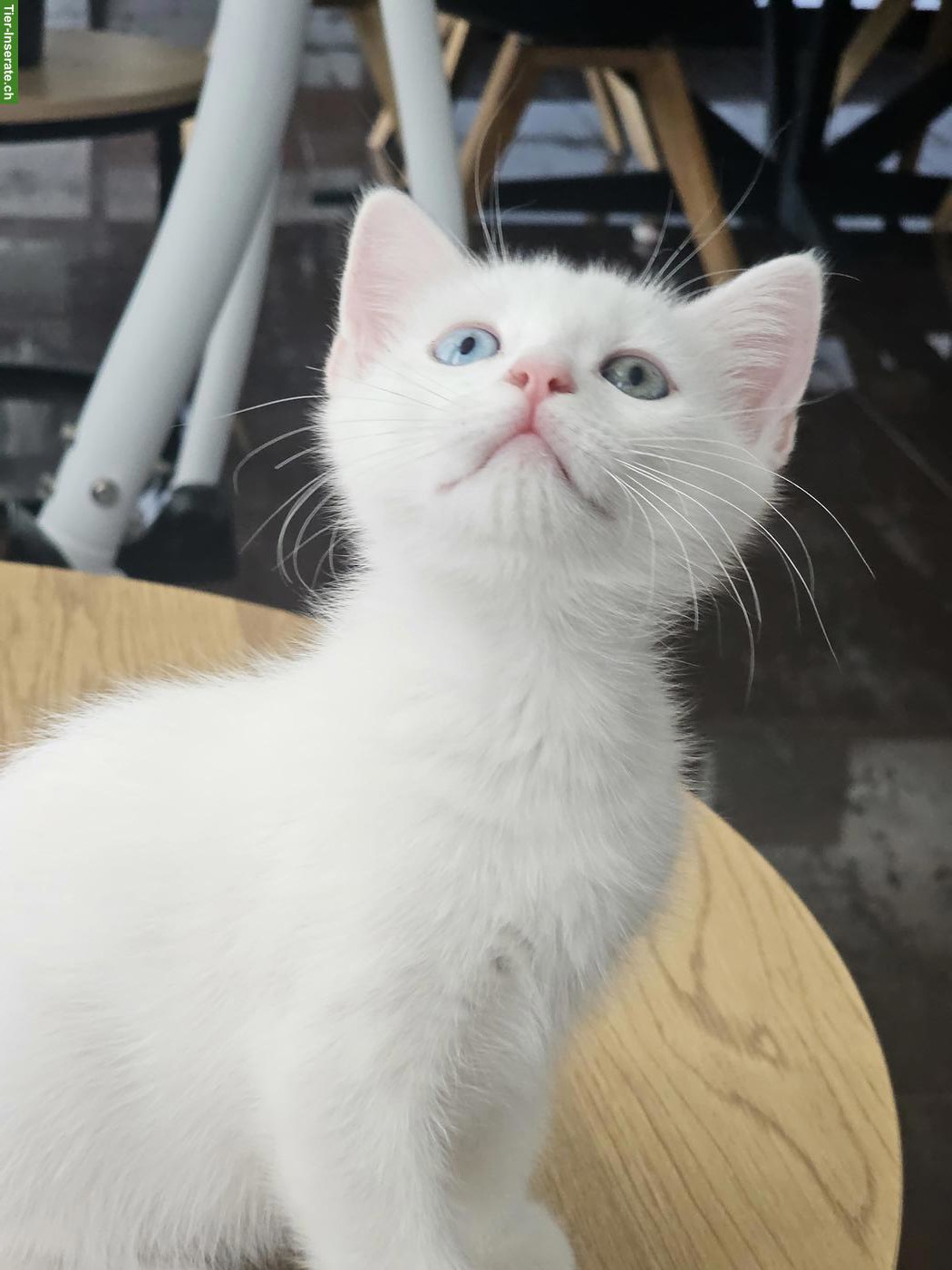 Bild 3: Junger Türkische Angora x BKH Mix Kater